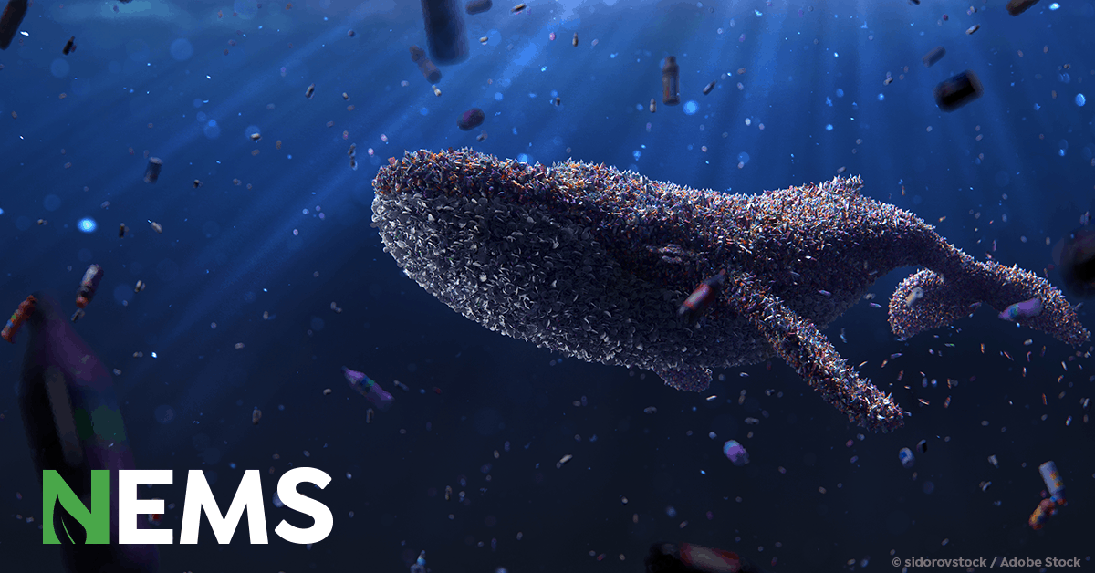 Microplastic Whale Microplastic Oceanlife
